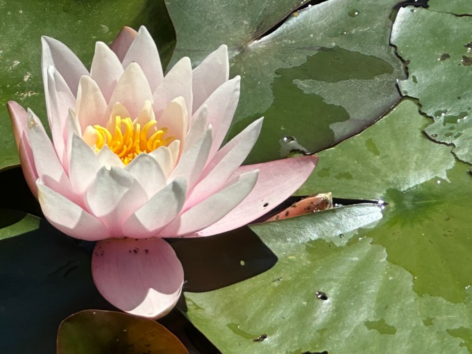 Seerose Château de Cormatin France