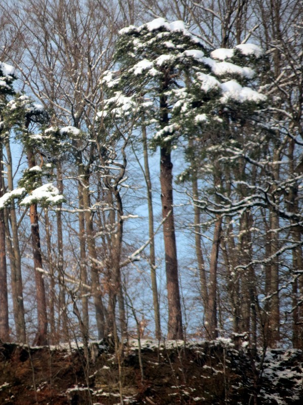 Schneebedeckter Wald auf der ersten Fluh Burgdorf