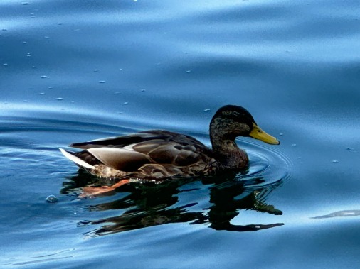 Ente im Lac Léman 2024