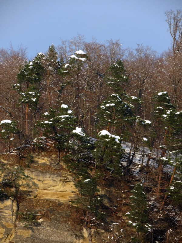 Schneehäubchen auf den Tannen