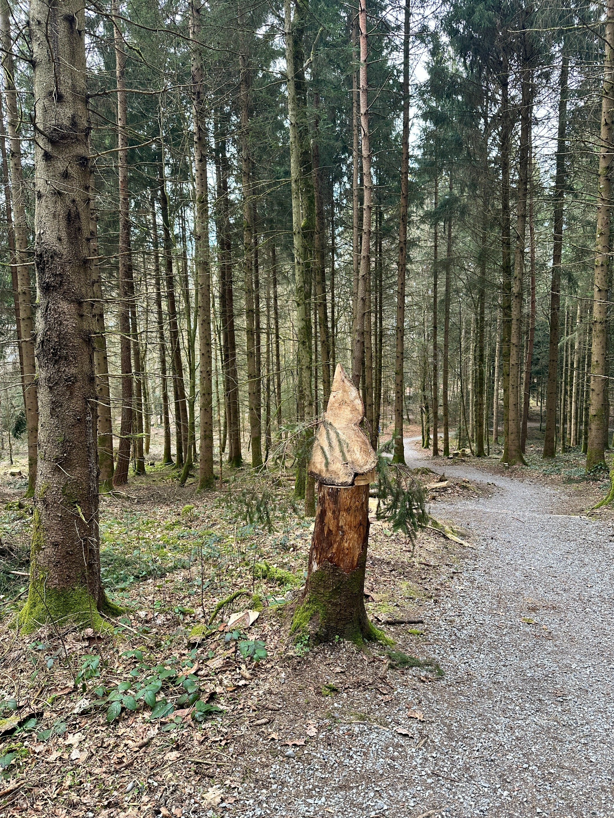 Waldspaziergang