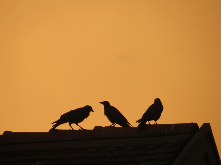 Raben in der Abenddämmerung