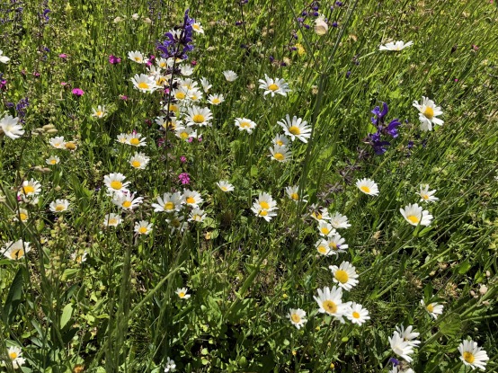 ref.Kirche Burgdorf Geburtstagskarte 2022 Blumenwiese in Burgdorf