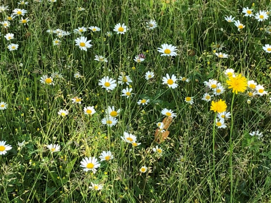 ref.Kirche Burgdorf Geburtstagskarte 2022 Blumenwiese in Burgdorf